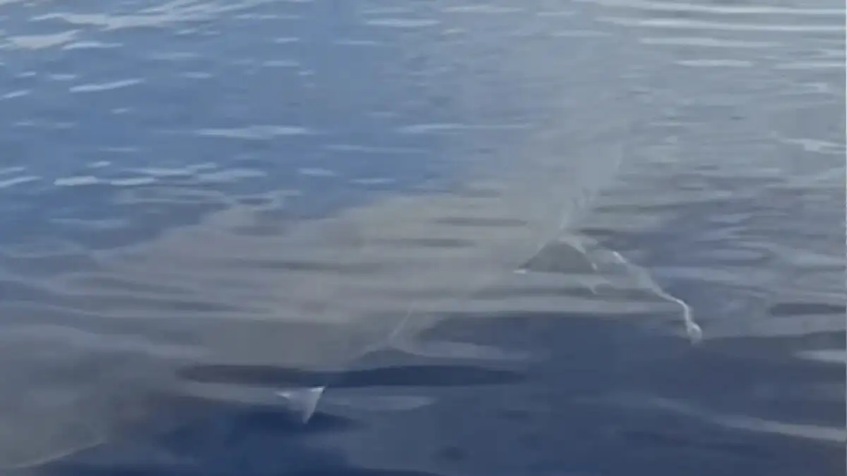 Λευκός καρχαρίας εντοπίστηκε ανοιχτά της Καρπάθου: «Είναι πέντε μέτρα»