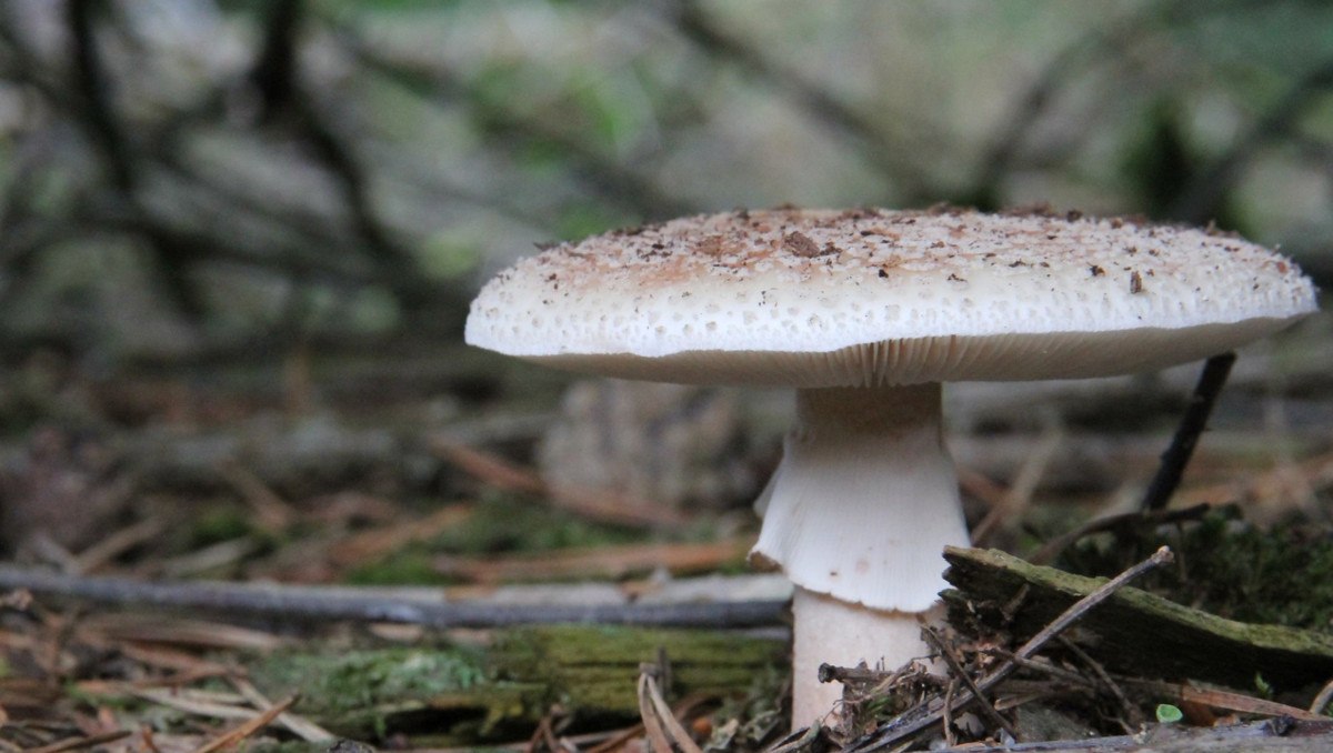 Πέλλα: Σοβαρή παραμένει η κατάσταση της υγείας του ζευγαριού που δηλητηριάστηκε από μανιτάρια – Σοκαρισμένοι οι συγχωριανοί τους