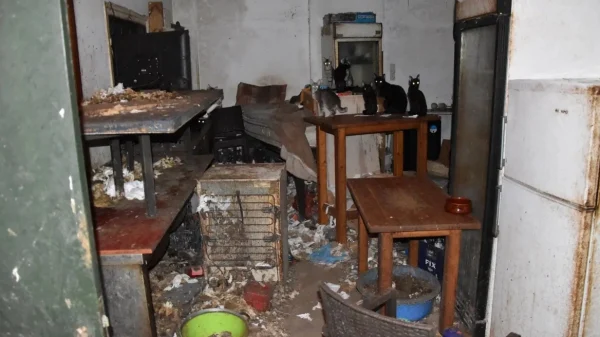 Πρόστιμο 1,7 εκατ. ευρώ σε κάτοικο της Δονούσας - Είχε φυλακισμένες και υποσιτισμένες 58 γάτες μέσα στα σκουπίδια και τη βρωμιά