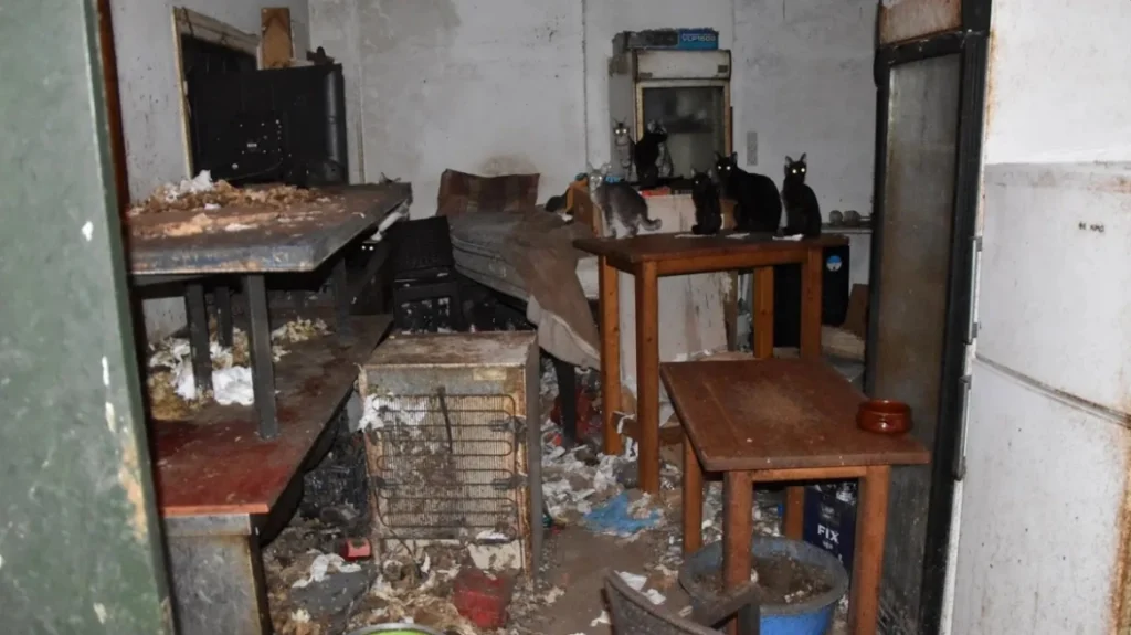 Τρία χρόνια στη φυλακή και χρηματική ποινή 3.000 ευρώ στον 63χρονο που βασάνιζε γάτες στη Δονούσα - Τα αγαπάω, είπε στη δίκη