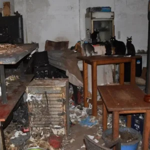 Τρία χρόνια στη φυλακή και χρηματική ποινή 3.000 ευρώ στον 63χρονο που βασάνιζε γάτες στη Δονούσα - Τα αγαπάω, είπε στη δίκη