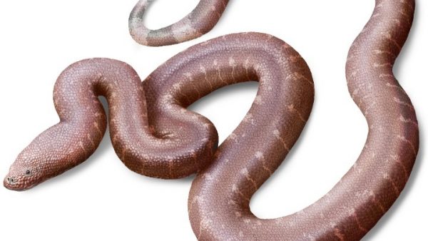 Ευρυτάνας παλαιοντολόγος ανακάλυψε νέο είδος προϊστορικού φιδιού