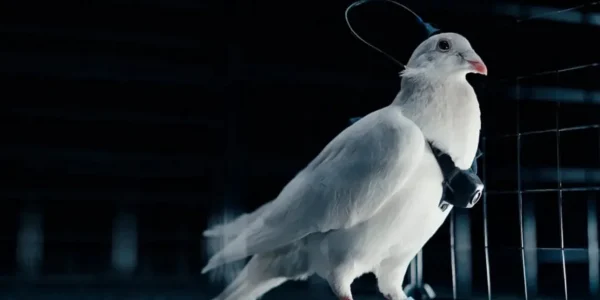 Εταιρεία εκπαιδεύει περιστέρια «κατασκόπους» με εμφυτεύματα εγκεφάλου και κάμερες