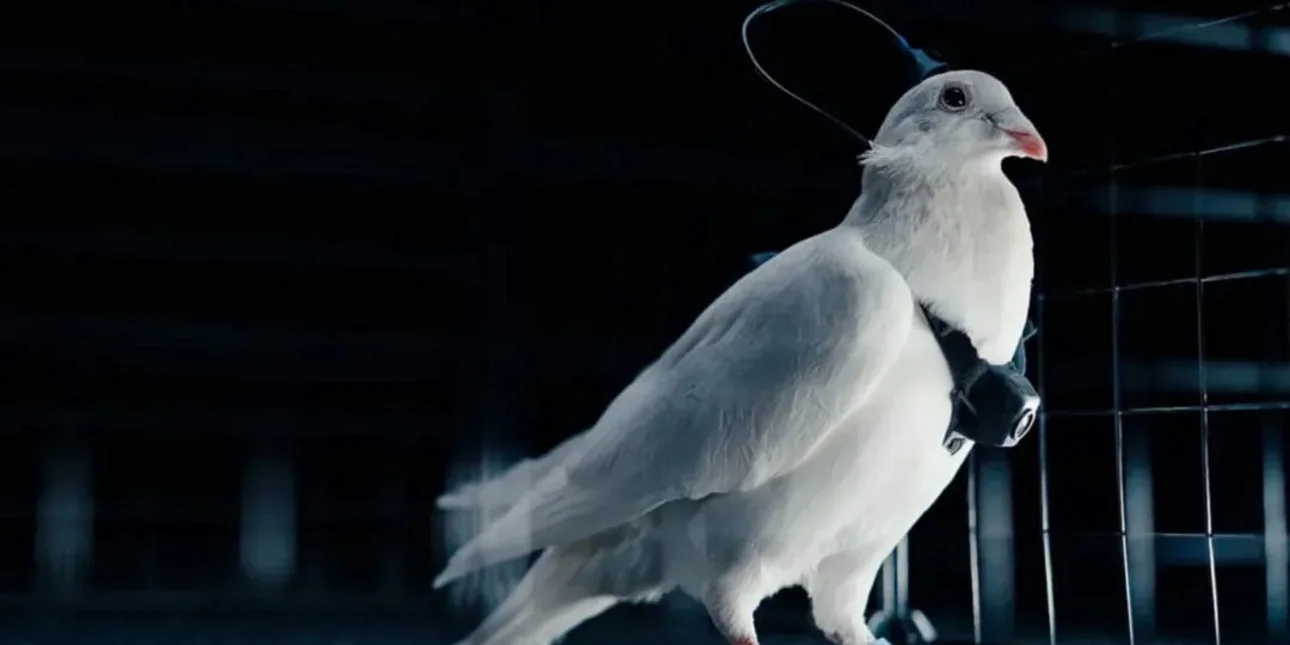 Εταιρεία εκπαιδεύει περιστέρια «κατασκόπους» με εμφυτεύματα εγκεφάλου και κάμερες