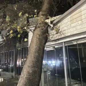 Ηγουμενίτσα: Τεράστιος πλάτανος έπεσε σε μαγαζί λόγω των ισχυρών ανέμων που πνέουν στην περιοχή