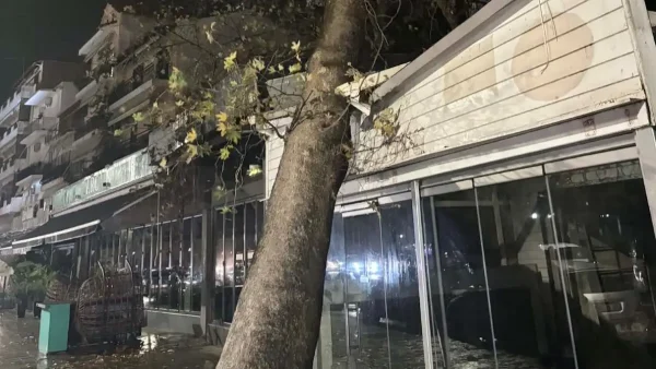 Ηγουμενίτσα: Τεράστιος πλάτανος έπεσε σε μαγαζί λόγω των ισχυρών ανέμων που πνέουν στην περιοχή