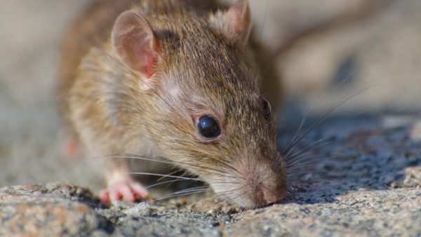Βίδωσε ποντικοπαγίδες με δηλητήριο σε πεζοδρόμιο στο Βόλο: «Δεν γίνεται κάποιος να τοποθετεί θανατηφόρο δόλωμα σε δημόσιο χώρο»