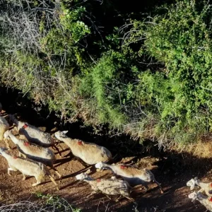 Λέσβος: Τρία νέα κρούσματα αφθώδους πυρετού σε πρόβατα και βοοειδή