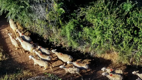 Επιτροπή Διαχείρισης και Ελέγχου της Ευλογιάς των Αιγοπροβάτων: Αλλοιωμένη η επιδημιολογική εικόνα της νόσου