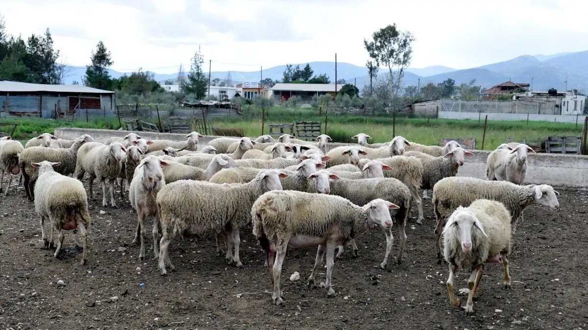Ευλογιά στα αιγοπρόβατα: Νέα έκτακτη στήριξη έως 70 ευρώ ανά θανατωθέν ζώο, τέλη Δεκεμβρίου η καταβολή της