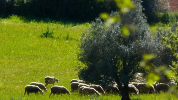 ΟΠΕΚΕΠΕ: Πληρώθηκαν 13,1 εκατ. ευρώ σε 70.652 αιτήσεις