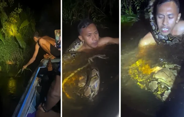 Σκηνή από ταινία τρόμου: Τεράστιος πύθωνας τυλίγεται γύρω από τον λαιμό ξεναγού, αφού τον τραβάει κάτω από το νερό