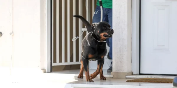O γιος του 76χρονου για την επίθεση του ροντβάιλερ: Ο σκύλος ήταν μέλος της οικογένειας, ήταν η κακή στιγμή