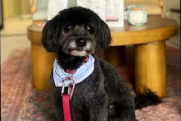 Χάθηκε σκυλάκι στο Λιβάδι Αράχωβας - Μπορείτε να βοηθήσετε;