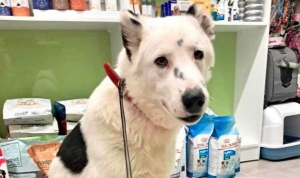 Χάθηκε ο "Οδυσσέας" - Βοηθήστε να τον βρούμε!