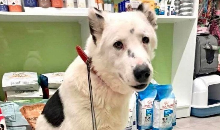 Χάθηκε ο "Οδυσσέας" - Βοηθήστε να τον βρούμε!