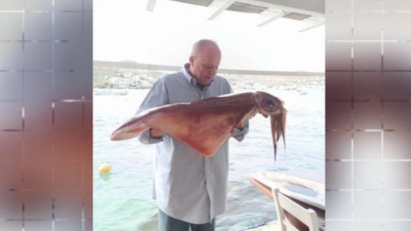 Δύο καλαμάρια «γίγαντες» εμφανίστηκαν στη Μύκονο: Ντόπιος βούτηξε και τα έπιασε με τα χέρια!