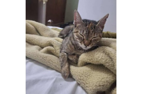 Χάθηκε η Γιασμίν - Μήπως την είδατε;