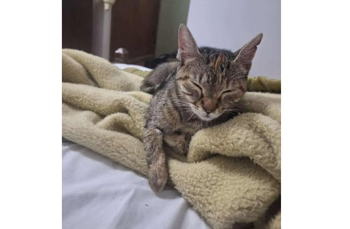 Χάθηκε η Γιασμίν - Μήπως την είδατε;