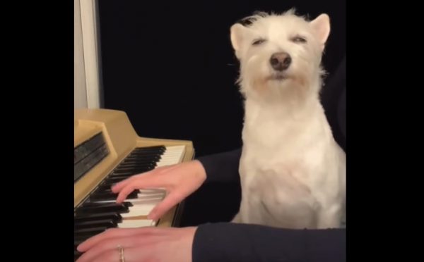 Ο σκύλος που λατρεύει τη jazz και έγινε viral!