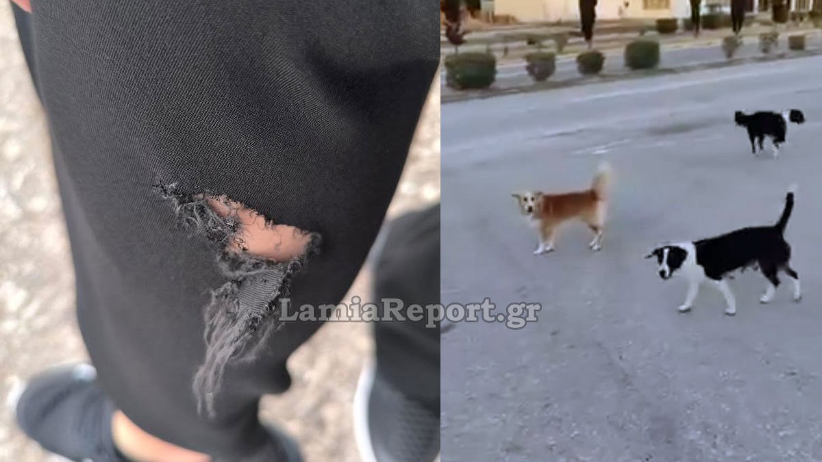 Λαμία: Φόβος και τρόμος από αγέλη σκυλιών στην είσοδο της πόλης (ΦΩΤΟ-ΒΙΝΤΕΟ)