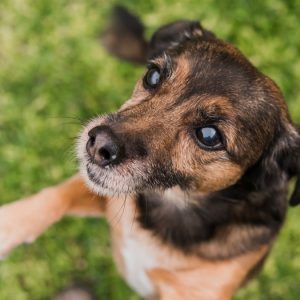 Σπερχειάδα: Δολοφόνησαν με φόλες τέσσερα σκυλάκια - Σκληρές εικόνες