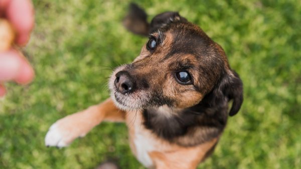 Σπερχειάδα: Δολοφόνησαν με φόλες τέσσερα σκυλάκια - Σκληρές εικόνες