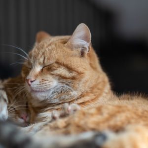 Θέμα δημόσιας υγείας από ανεξέλεγκτη παρουσία αδέσποτων γατών