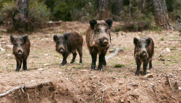 Αγριογούρουνα έκαναν τη... βόλτα τους στα Διαβατά Θεσσαλονίκης