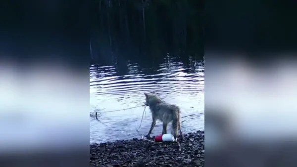 Λύκαινα εντυπωσιάζει τους επιστήμονες ανασύροντας καβουροπαγίδα από τον βυθό