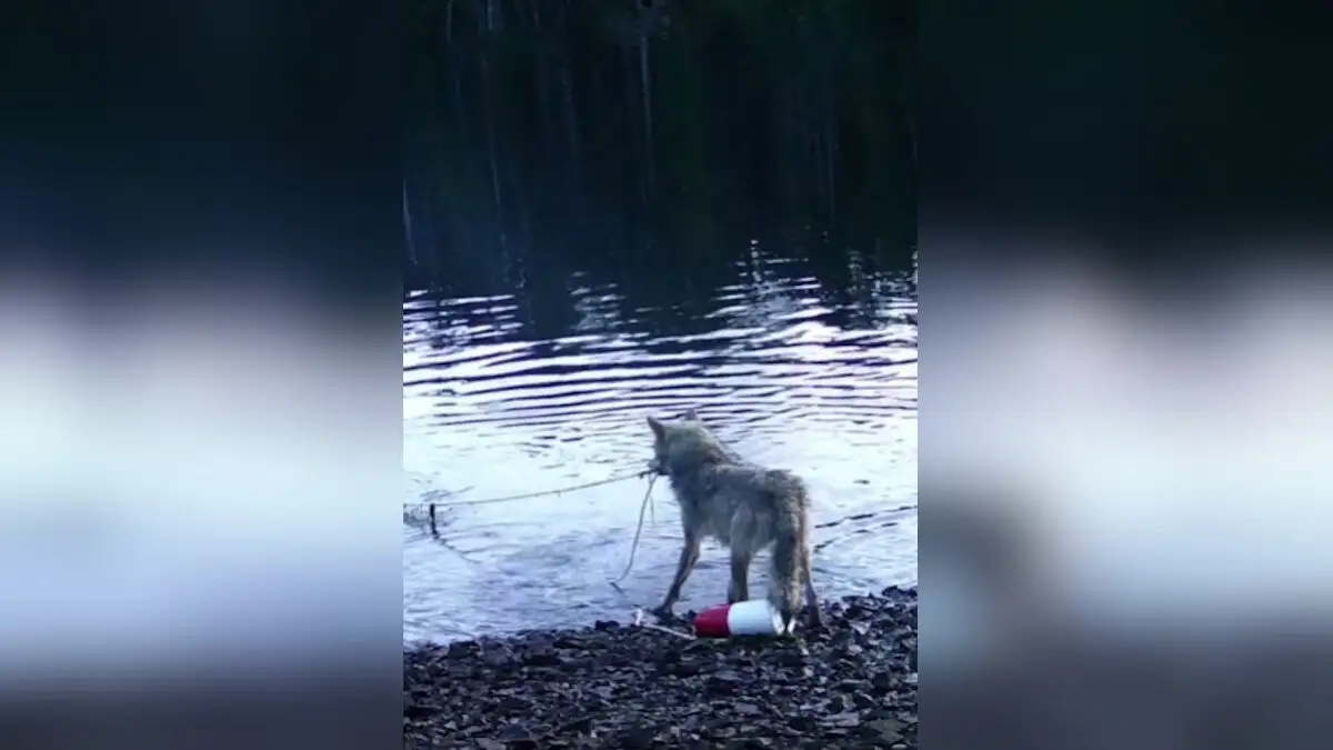 Λύκαινα εντυπωσιάζει τους επιστήμονες ανασύροντας καβουροπαγίδα από τον βυθό