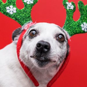 Όλα έτοιμα για το χριστουγεννιάτικο Φιλοζωικό Bazaar