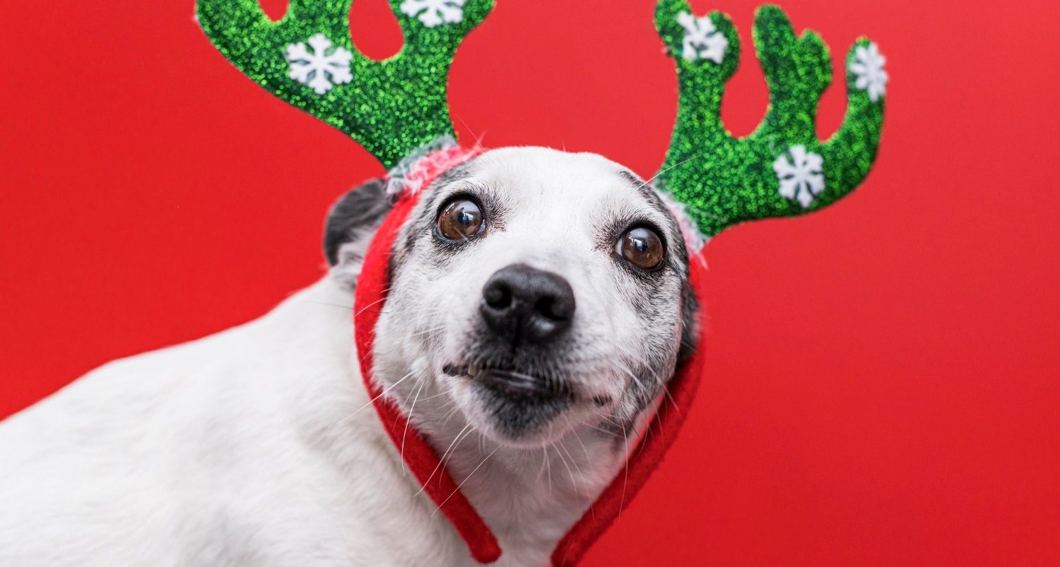 Όλα έτοιμα για το χριστουγεννιάτικο Φιλοζωικό Bazaar