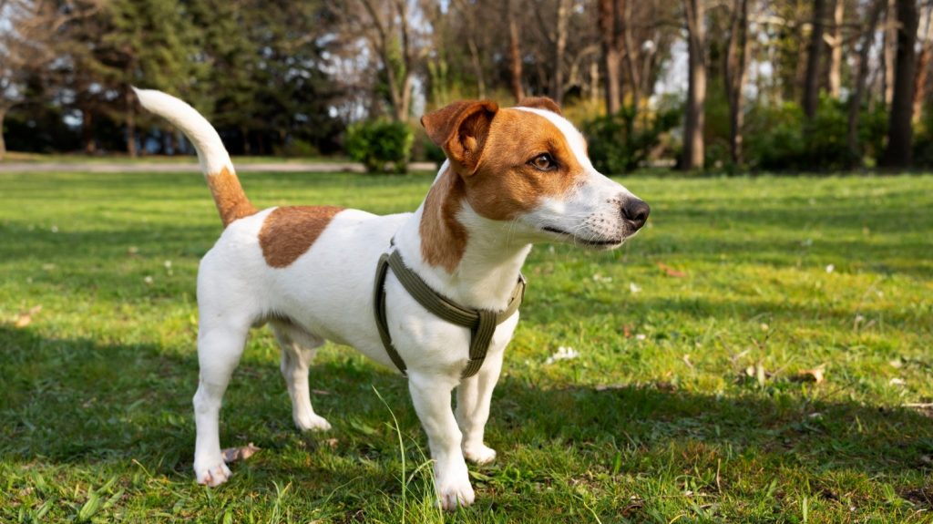 Χάθηκε σκυλάκι - Θα βοηθήσετε να το βρούμε;