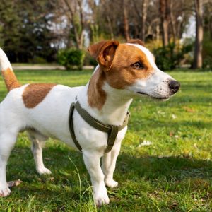 Χάθηκε σκυλάκι - Θα βοηθήσετε να το βρούμε;