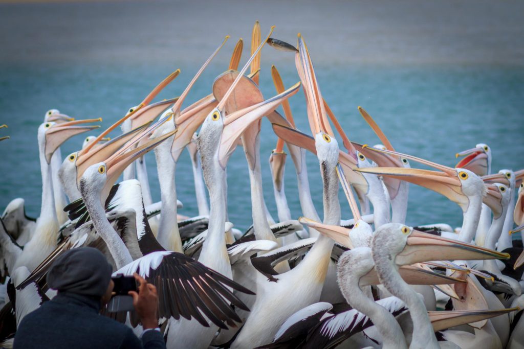 Συναγερμός για την γρίπη των πτηνών στην Ισπανία – 400 πελαργοί βρέθηκαν νεκροί κοντά στη Μαδρίτη