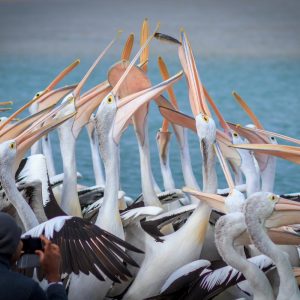 Συναγερμός για την γρίπη των πτηνών στην Ισπανία – 400 πελαργοί βρέθηκαν νεκροί κοντά στη Μαδρίτη