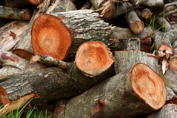 Τραγωδία στη Χαλκιδική: Νεκρός 79χρονος που καταπλακώθηκε από δέντρο στην προσπάθειά του να κόψει ξύλα