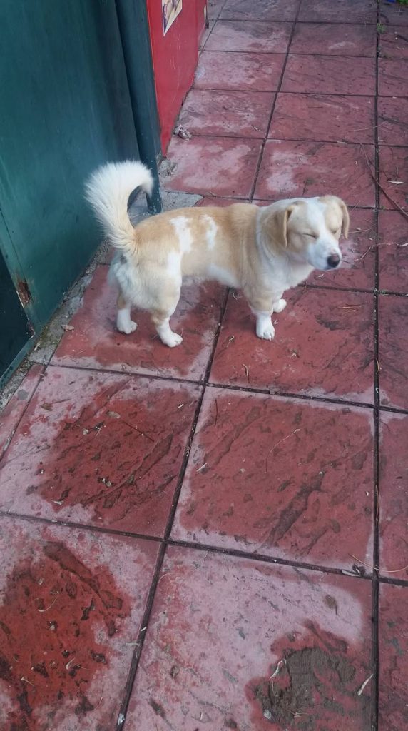 Μήπως ψάχνετε το σκυλάκι της φωτογραφίας;