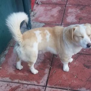 Μήπως ψάχνετε το σκυλάκι της φωτογραφίας;