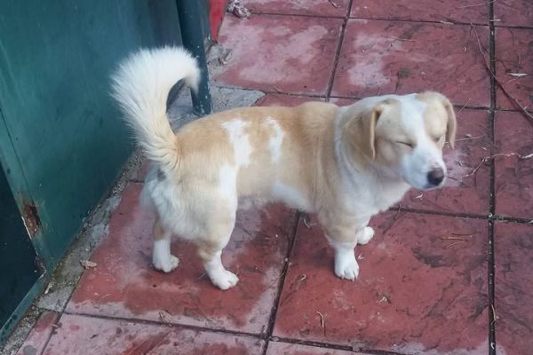 Μήπως ψάχνετε το σκυλάκι της φωτογραφίας;