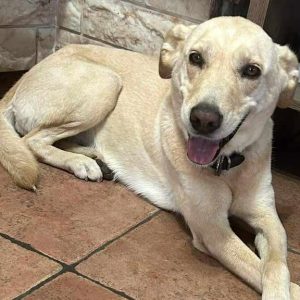 Χάθηκε η σκυλίτσα της φωτογραφίας - Μπορείτε να βοηθήσετε;