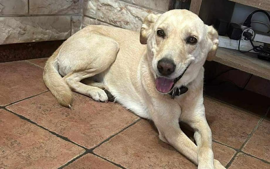 Χάθηκε η σκυλίτσα της φωτογραφίας - Μπορείτε να βοηθήσετε;