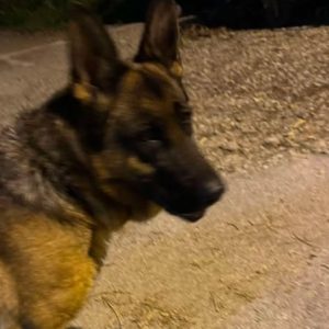 Βρέθηκε θηλυκό λυκόσκυλο στη Λαμία