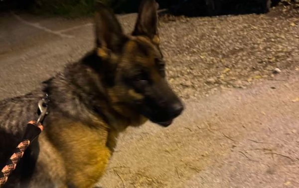 Βρέθηκε θηλυκό λυκόσκυλο στη Λαμία