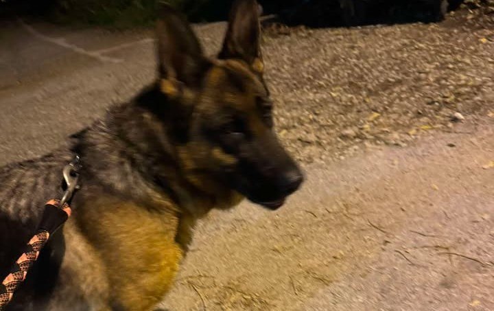 Βρέθηκε θηλυκό λυκόσκυλο στη Λαμία