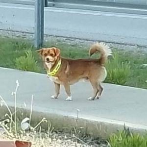 Μήπως ψάχνετε το σκυλάκι της φωτογραφίας;