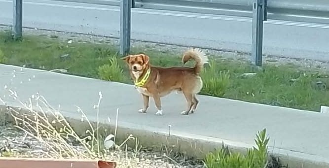 Μήπως ψάχνετε το σκυλάκι της φωτογραφίας;