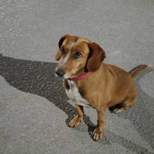 Μήπως ψάχνετε το σκυλάκι της φωτογραφίας;