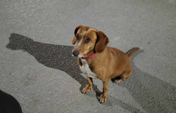 Μήπως ψάχνετε το σκυλάκι της φωτογραφίας;